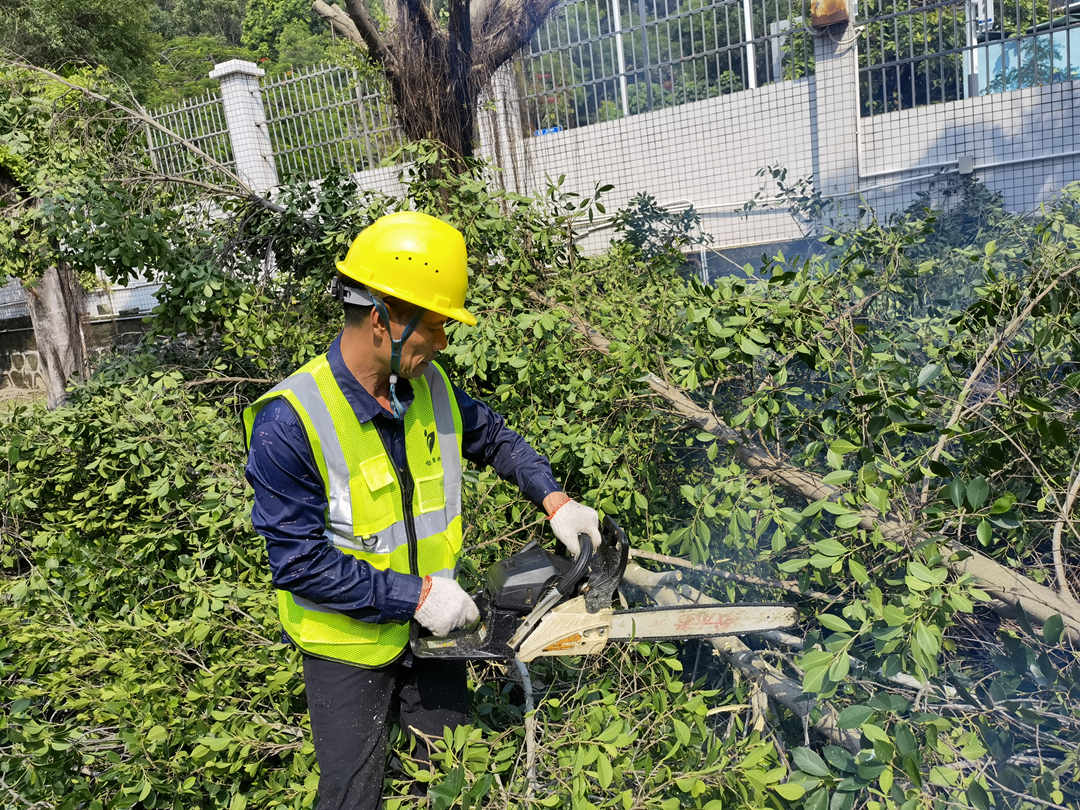 买球(中国)官方网站园林绿化公司工人的日常养护修剪工作